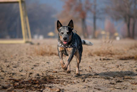 Australian Cattle Dog runs along the coast. Summer portrait of purebred dog running along the sandy river beach. の写真素材