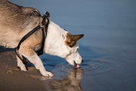 Mixed breed dog drinks water from a river on a sandy beach. の写真素材