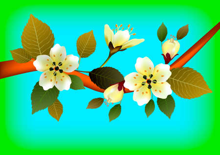 Nature background with blossom branch of pink sakura flowers.のイラスト素材