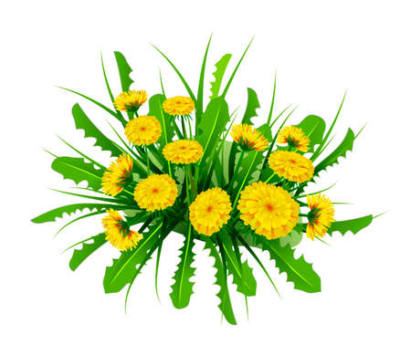 Springtime theme with spring flowers, Dandelions in white background.のイラスト素材