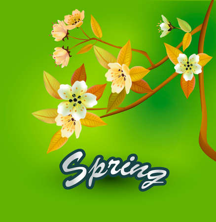 Spring text with sakura flower design.のイラスト素材