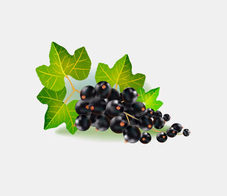 Vector illustration of a black currant isolated on white background. Realistic vector.のイラスト素材