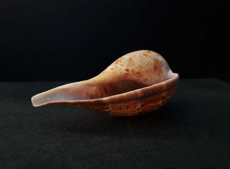 Graceful Fig. Seashell Comb Venus a dark background. Seashell Crest.