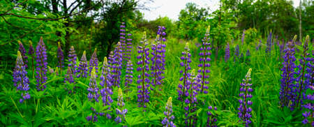 Lots of purple lupine flowers on a summer day against a backdrop of green leaves.の写真素材