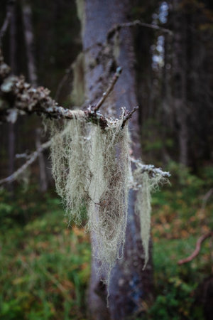 Lichen usnea bearded. Forests of the Republic of Kareliaの写真素材