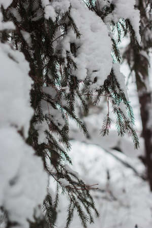 winter frozen forest and trees