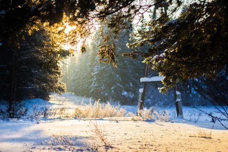 Mysterious winter landscape majestic mountains in winter. Magical winter snow covered tree. Dramatic scene.の写真素材