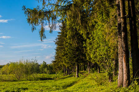 Clear summer mountain lake with sunny forestの写真素材