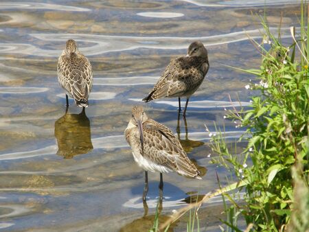 Three birds in the waterの写真素材