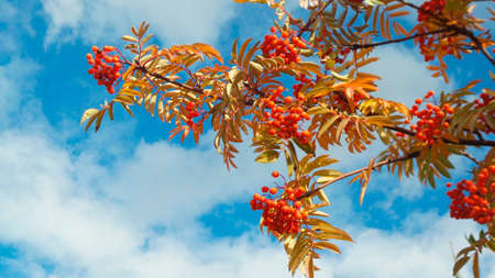 Rowan branch against the blue sky with light clouds. Ripe bunches of rowan with autumn leaves.の写真素材