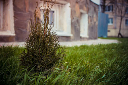 petite thuja small green plant flora tree