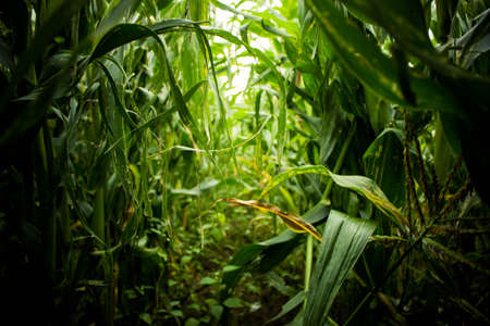 Land Field overgrown foliage green growing maizeの写真素材