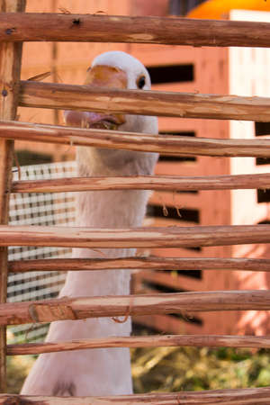 White Domestic Goose on Grass farm foodの写真素材