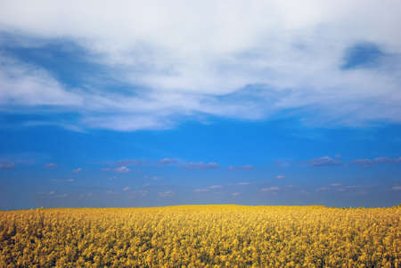yellow colza fieldの写真素材