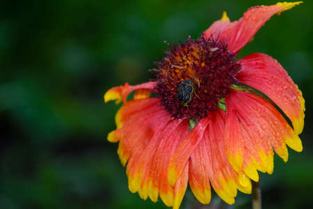 Bumblebee on a flower in the dew on a green backgroundの写真素材