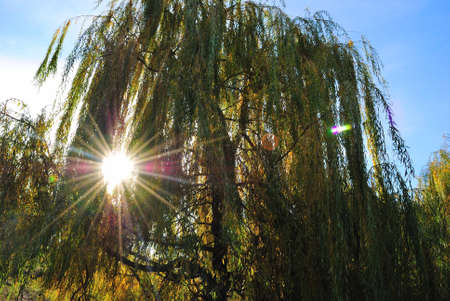 Willow trees, in the swampの写真素材