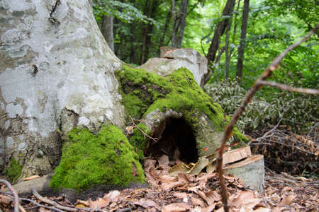 tree trunk with mossの写真素材