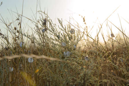 a lot of snails on the dry grassの写真素材