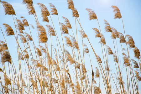 Reeds in the river against the skyの写真素材