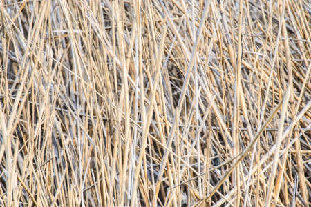 Reeds in the river against the skyの写真素材