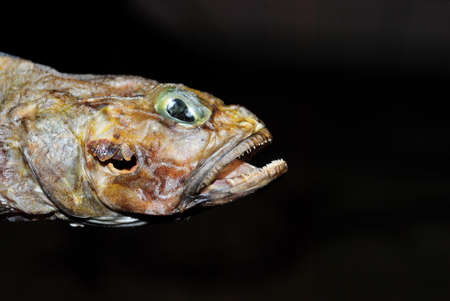 Head of dried fish close-up on a black backgroundの写真素材