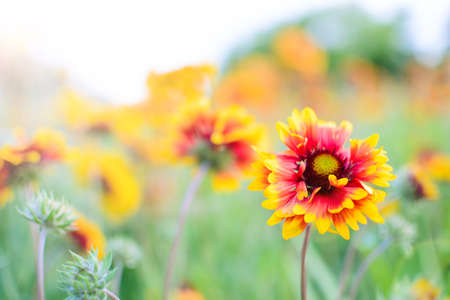 Flowers echinacea in the flowerbed. Warm tinting