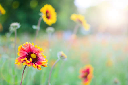 Flowers echinacea in the flowerbed. Warm tintingの写真素材