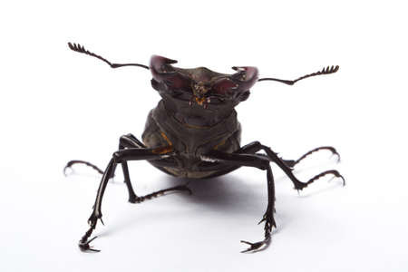 A beetle-deer male on a white background. Isolated
