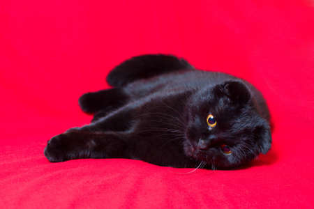 black lop-eared cat lies on a red background.の写真素材