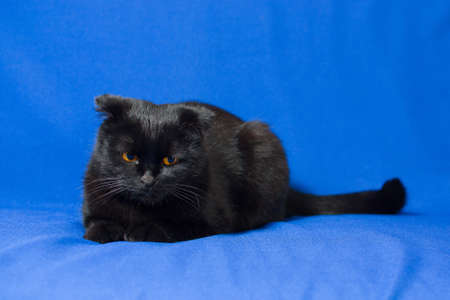 black lop-eared cat lies on a blue background.の写真素材