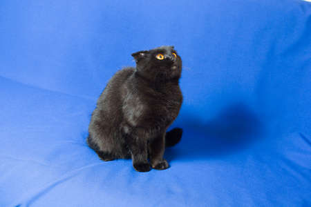 black lop-eared cat on a blue backgroundの写真素材