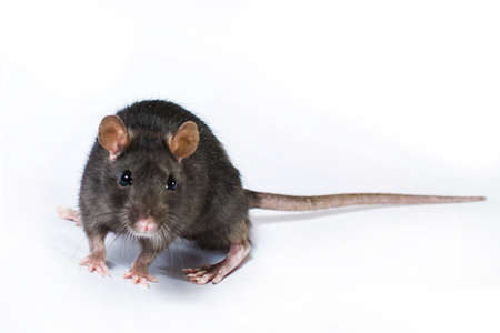Portrait of curious gray rat isolated on white background.の写真素材