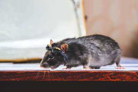 funny gray rat in small glassesの写真素材