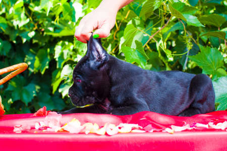 Black puppyの写真素材
