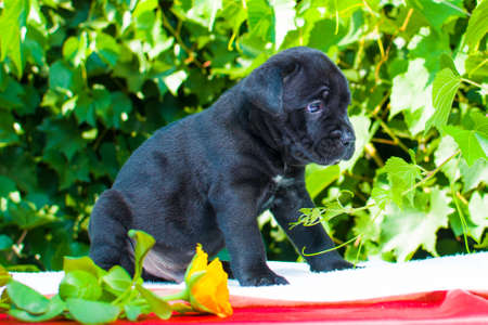 Black puppy of breed Corsogen Advokatoの写真素材