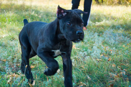 black puppies run and play in the meadowの写真素材