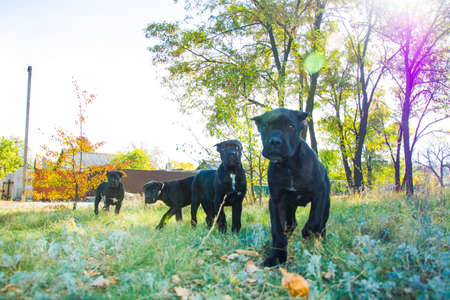 black puppies run and play in the meadow.の写真素材