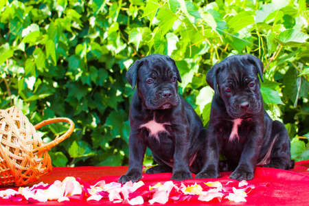 black puppy of breed CORSOGEN ADVOKATO.の写真素材