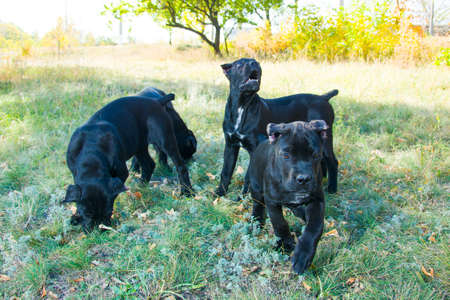 black puppies run and play in the meadow.の写真素材