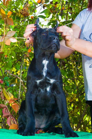 black puppy on the table posing for photo.の写真素材