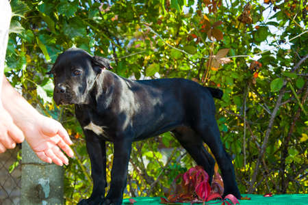 black puppy on the table posing for photo
