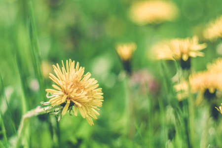 spring dandelions in a green meadow in spring.の写真素材