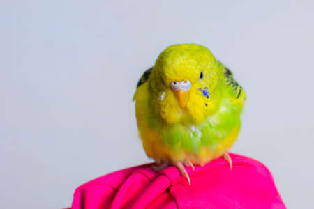 Funny budgie. A cute yellow budgie parrot is sitting on the girls hand.