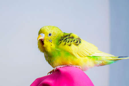 Funny budgie. A cute yellow budgie parrot is sitting on the girls hand.