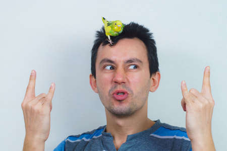 Cool budgie. A cute yellow budgie is sitting on the head of a young man. Tamed Pet