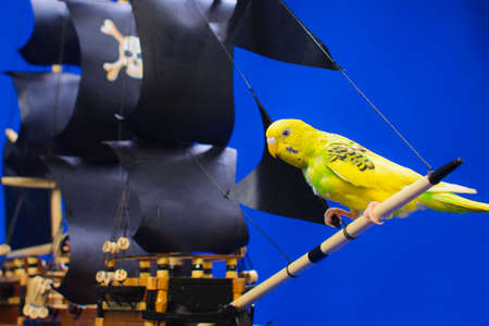 Wooden model of a handmade pirate warship on which a parrot sits. As a souvenir