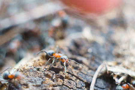 A large colony of ants work in their anthill. Spring awakeningの写真素材