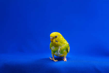 A beautiful yellow-green budgerigar sits on a blue background. a petの写真素材