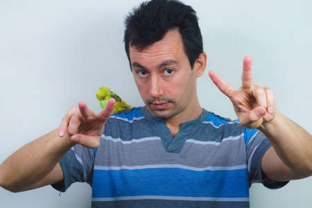 Cool budgie. A cute yellow budgie is sitting on a guy s shoulder.