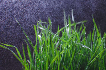 Background from continuous fresh summer green grass against a dark background in the rain